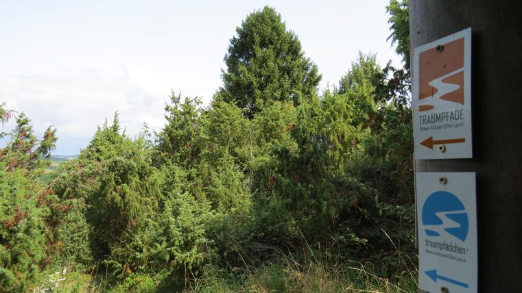 A signpost in nature indicates two different hiking trails. Surrounded by lush greenery and trees, the environment invites exploration.