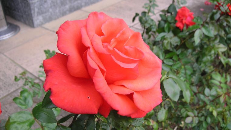 A beautiful pink rose blooms in a garden. It stands out against the green leaves and the background.