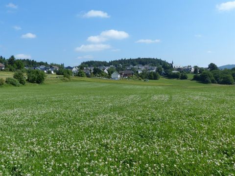 Eine grüne Wiese mit vielen kleinen weißen Blumen und einem klaren blauen Himmel. Im Hintergrund sind kleine Häuser und ein bewaldeter Hügel zu sehen.