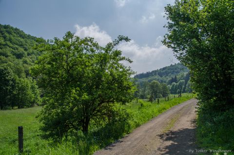 Green trees and meadows along a country lane