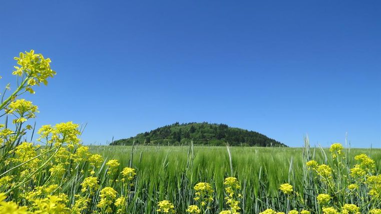 Eine grüne Wiese mit leuchtend gelben Blumen im Vordergrund. Im Hintergrund erhebt sich ein bewaldeter Hügel unter klarem, blauem Himmel.