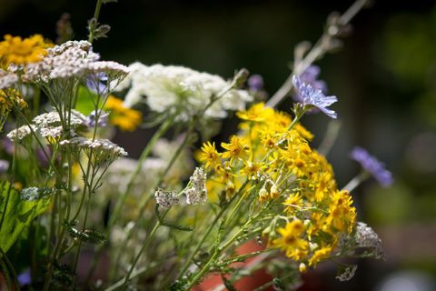 Ein bunter Strauß mit verschiedenen wild blühenden Blumen in gelb, weiß und lila. Die Blumen stehen in Grün und verleihen einen frischen, natürlichen Eindruck.
