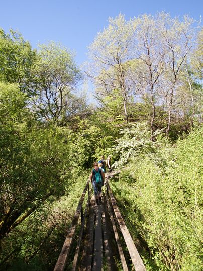 Personen überqueren eine schmale Holzbrücke in einem grünen Waldgebiet.