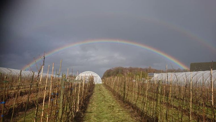 A field with rows of plants under a rainbow in front of a cloudy sky. Greenhouses are visible in the background.