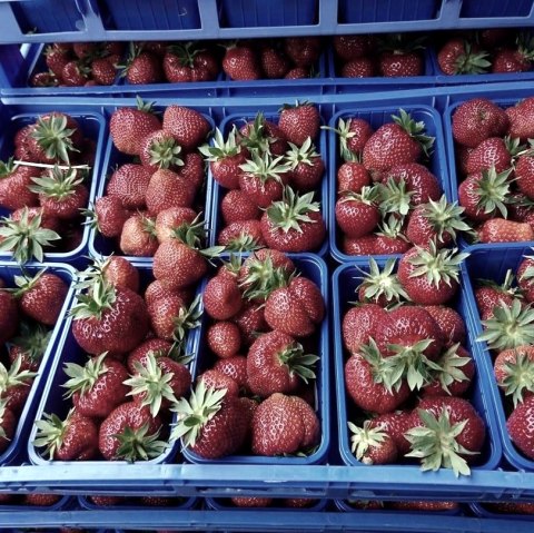 Erdbeeren, © Rosen- und Beerengarten © https://www.facebook.com/Rosen- und Beerengarten-11