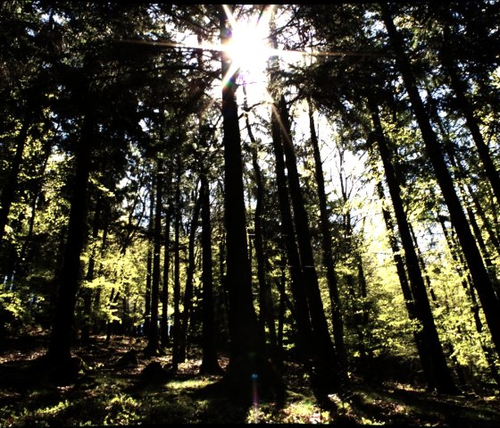 Sunbeams, © Laura Rinneburger