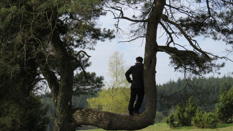 Eine Person steht auf einem dicken Ast eines Baumes in einer grünen Landschaft. Im Hintergrund sind weitere Bäume und eine sanfte Hügellandschaft zu sehen.