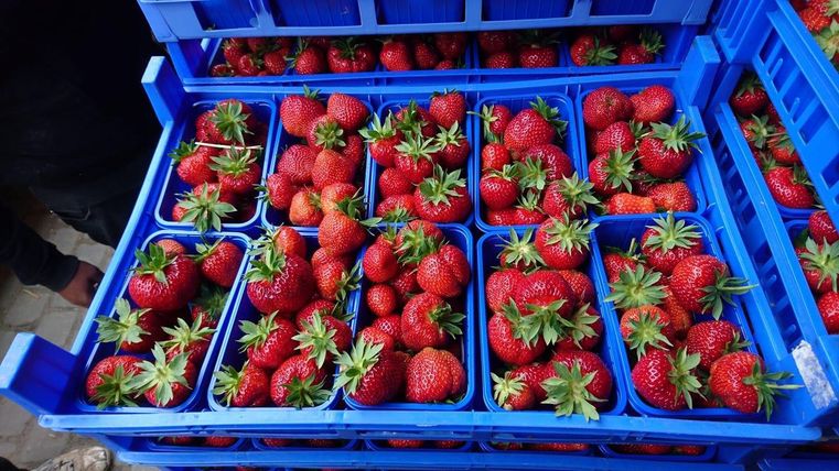 Fresh, red strawberries in blue baskets. The fruits are juicy and arranged appetizingly.