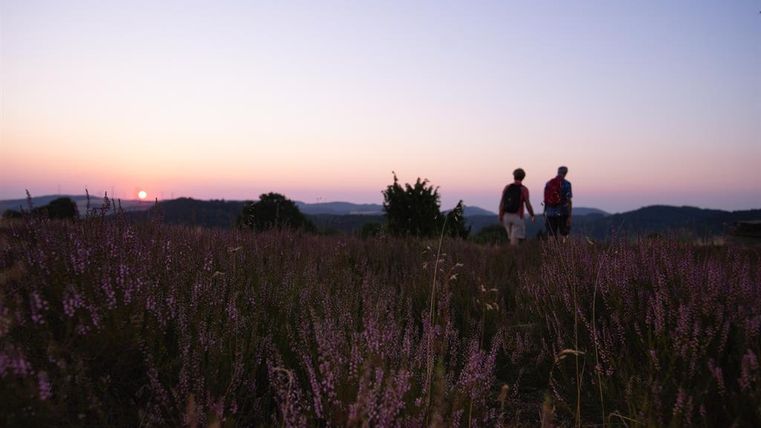 Ein Paar spaziert durch eine ländliche Landschaft mit lila Blumen im Vordergrund. Im Hintergrund ist der Sonnenuntergang zu sehen.