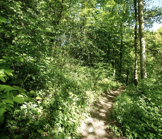 Ein schmaler Pfad schl&auml;ngelt sich durch einen dichten, gr&uuml;nen Wald. Die Sonne scheint durch das Bl&auml;tterdach und beleuchtet den Weg., &copy; Laura Rinneburger