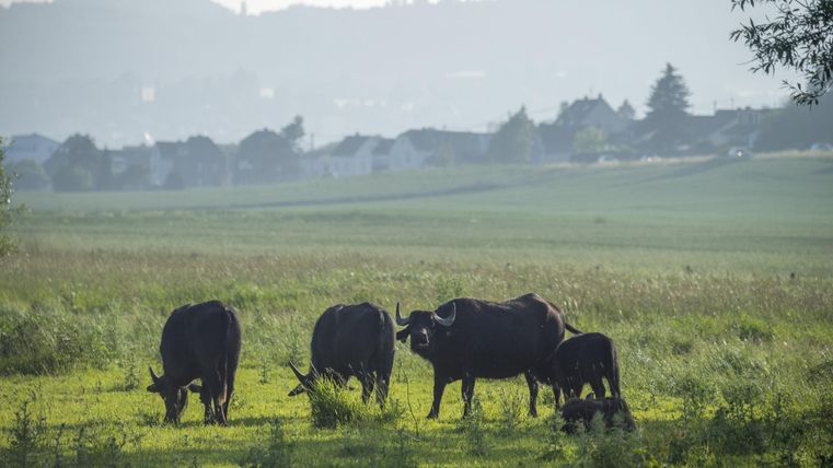 Büffel grasen auf einer grünen Wiese mit einem Dorf im Hintergrund.