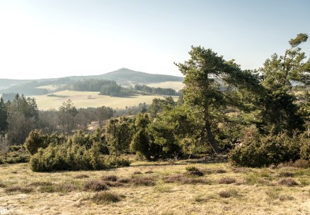 Blick &uuml;ber eine h&uuml;gelige Landschaft in der Eifel mit Wacholderb&uuml;schen im Vordergrund und bewaldeten H&uuml;geln im Hintergrund., &copy; Eifel Tourismus GmbH, D. Ketz