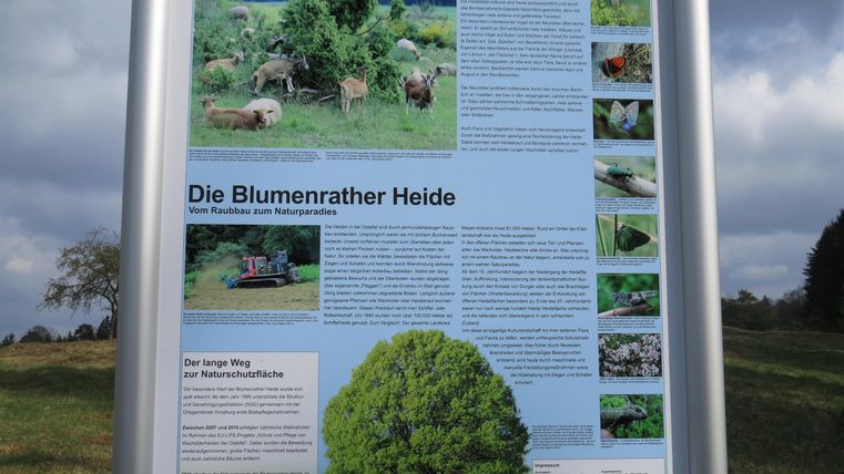 An informational sign about the Blumenrather Heide with pictures of animals and plants. It contains facts about nature and the conservation of the region.