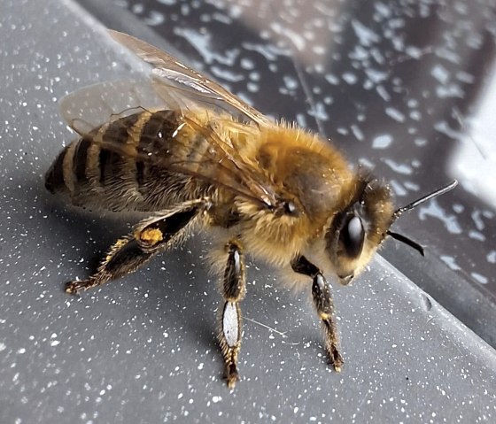 Summ Summ, &copy; Charlotte Kleinschmidt