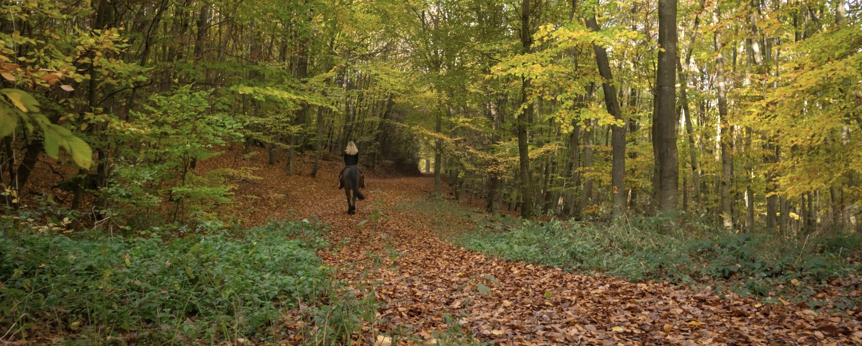Reiterin auf Pferd im Wald