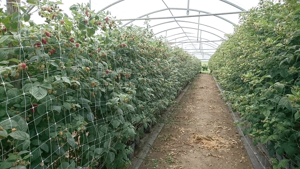 Rosen- und Beerengarten 3, &copy; https://rosen-und-beerengarten.de/