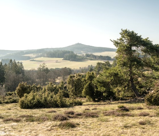 Blick &uuml;ber eine h&uuml;gelige Landschaft in der Eifel mit Wacholderb&uuml;schen im Vordergrund und bewaldeten H&uuml;geln im Hintergrund., &copy; Eifel Tourismus GmbH, D. Ketz
