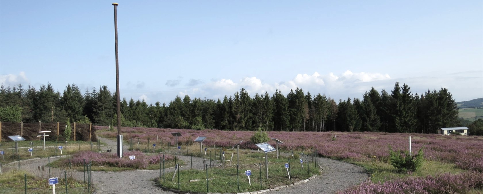 The heather garden on the Wabelsberg, &copy; Foto: Svenja Schulze-Entrup, Quelle: Touristik-B&uuml;ro Vordereifel