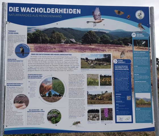 Informationstafel zu den Wacholderheiden, © Foto: Svenja Schulze-Entrup, Quelle: Touristik-Büro Vordereifel