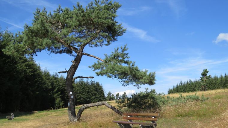A single tree with a bench underneath in a heath landscape under a blue sky.