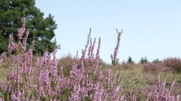 Die Wacholderheide, © Foto: Svenja Schulze-Entrup, Quelle: Touristik-Büro Vordereifel