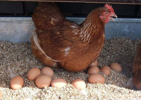 A hen is sitting in a nest of sawdust and has several eggs around her. The floor is covered with eggshells and small eggs.