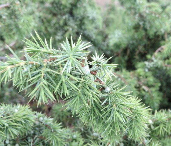 Wacholder, &copy; Foto: Svenja Schulze-Entrup, Quelle: Touristik-B&uuml;ro Vordereifel