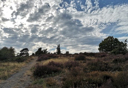 Wacholderheide Langscheid, &copy; Laura Rinneburger