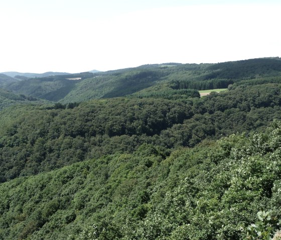 Traumhafte W&auml;lder, &copy; Foto: Laura Rinneburger, Quelle: Touristik-B&uuml;ro Vordereifel