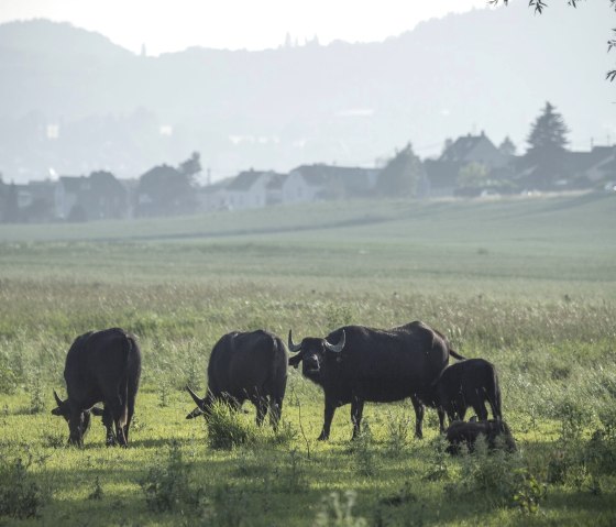 Un groupe de buffles broute dans une prairie verdoyante. En arri&egrave;re-plan, on aper&ccedil;oit des maisons et des collines qui &eacute;voquent une idylle rurale., &copy; Klaus-Peter Kappest/Vulkanregion Laacher See