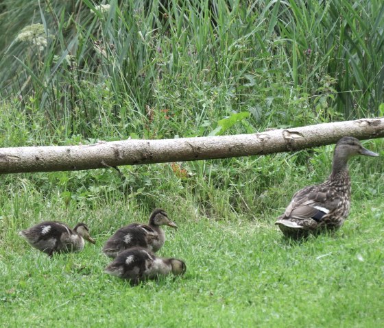 Eendenfamilie onderweg, &copy; Foto: Svenja Schulze-Entrup, Quelle: Touristik-B&uuml;ro Vordereifel