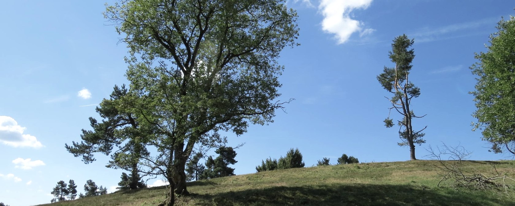 Une prairie verte avec des arbres &eacute;pars sous un ciel bleu et clair. Un petit nuage flotte au-dessus du paysage., &copy; Svenja Schulze-Entrup