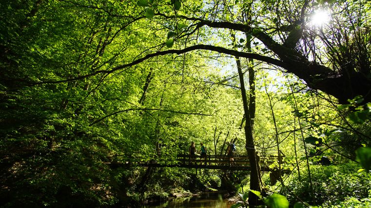 Eine Holzbrücke über einen kleinen Fluss in einem grünen Wald mit Sonnenlicht, das durch die Blätter scheint.