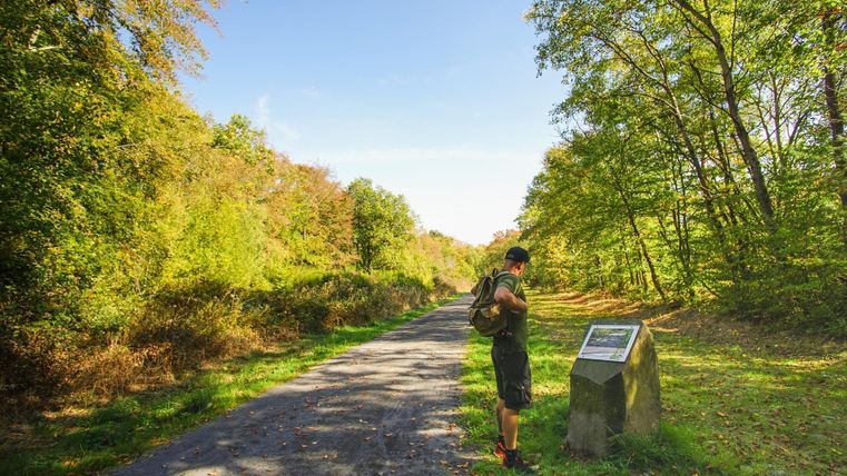 Ein Wanderer steht auf einem Weg in einem Wald. Im Hintergrund sind Bäume und ein blauer Himmel zu sehen.