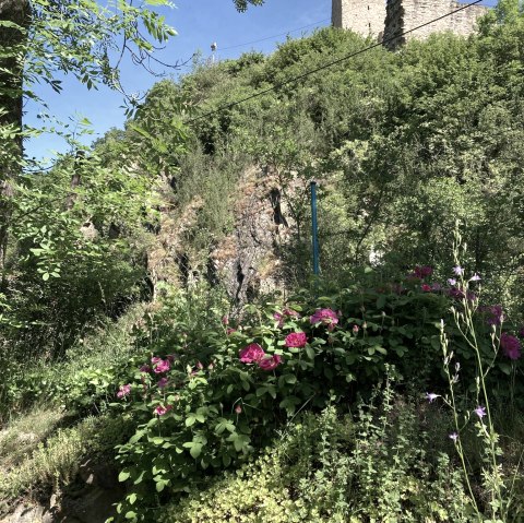 Blick auf die Monrealer Burg, &copy; Claudia Bilzer