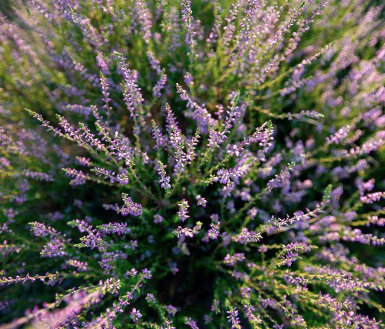 Blühende Wacholdeheide, © Laura Rinneburger