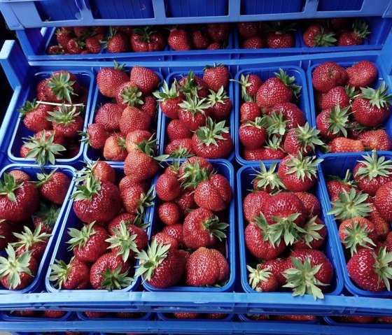 Rosen- und Beerengarten, &copy; https://www.facebook.com/Rosen-und-Beerengarten-11