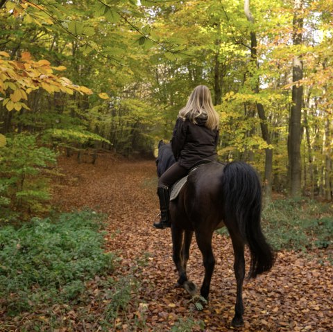 Reiterin auf Pferd im Wald