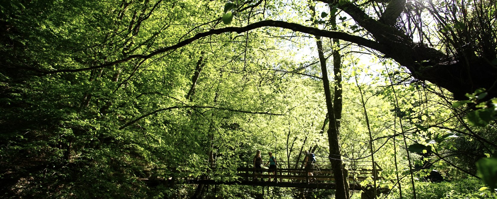 A wooden bridge crosses a small river in a dense, green forest. Sunlight shines through the leaves and creates a lively interplay of light and shadow., &copy; Laura Rinneburger