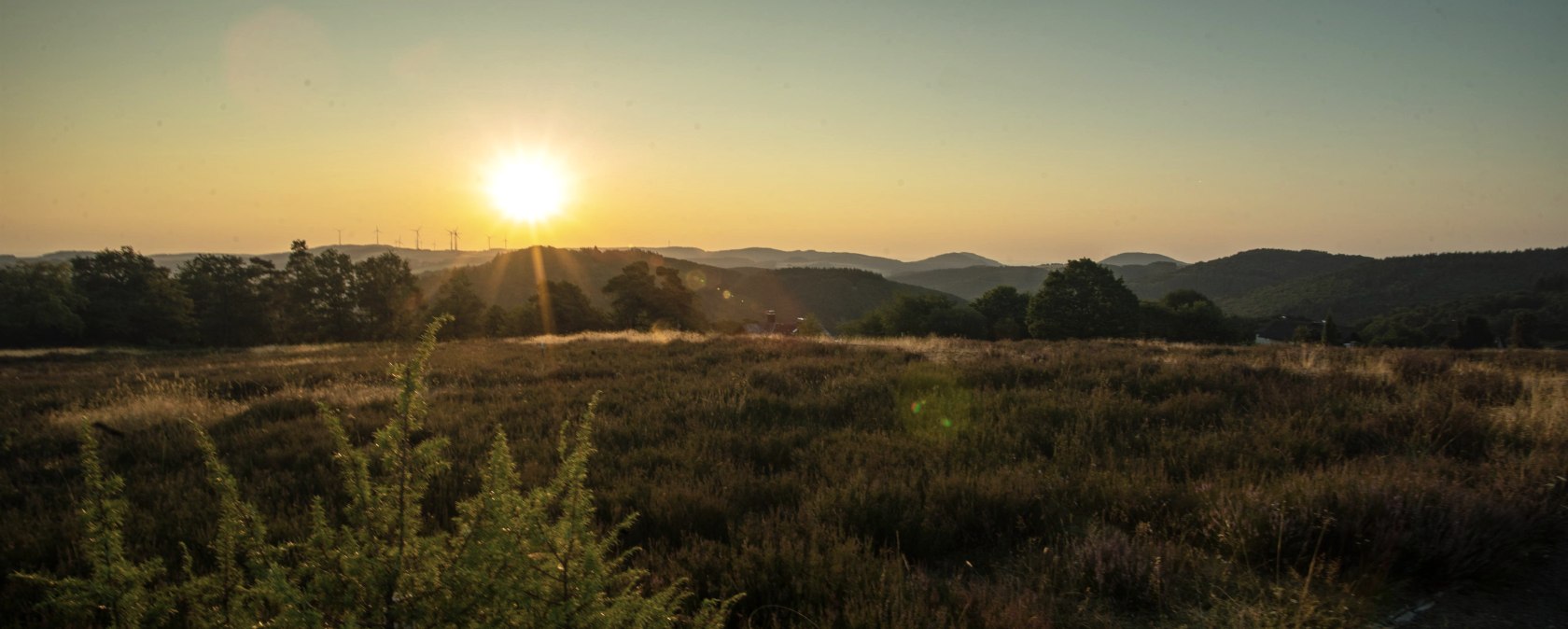 Jeneverbesheide bij zonsopgang, &copy; Laura Rinneburger