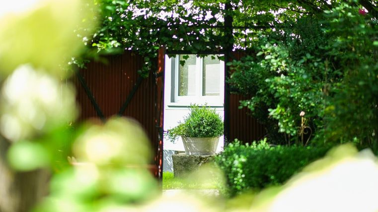A small, well-tended garden with a plant privacy screen. In the background, a window and a pot with herbs can be seen.