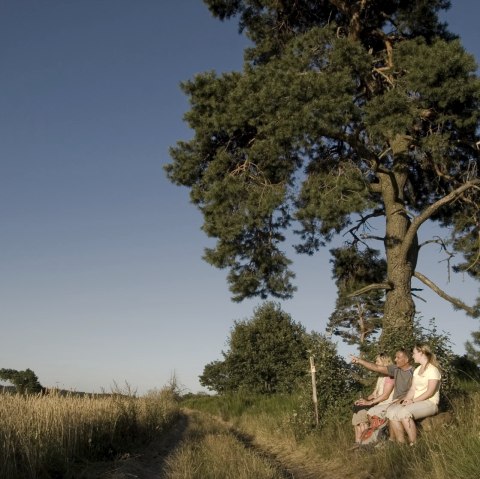 Drei Personen sitzen auf einer Bank unter einem großen Baum am Rand eines Feldwegs. Sie blicken in die Ferne, umgeben von Feldern und klarem Himmel., © Traumpfade/Urlitzki