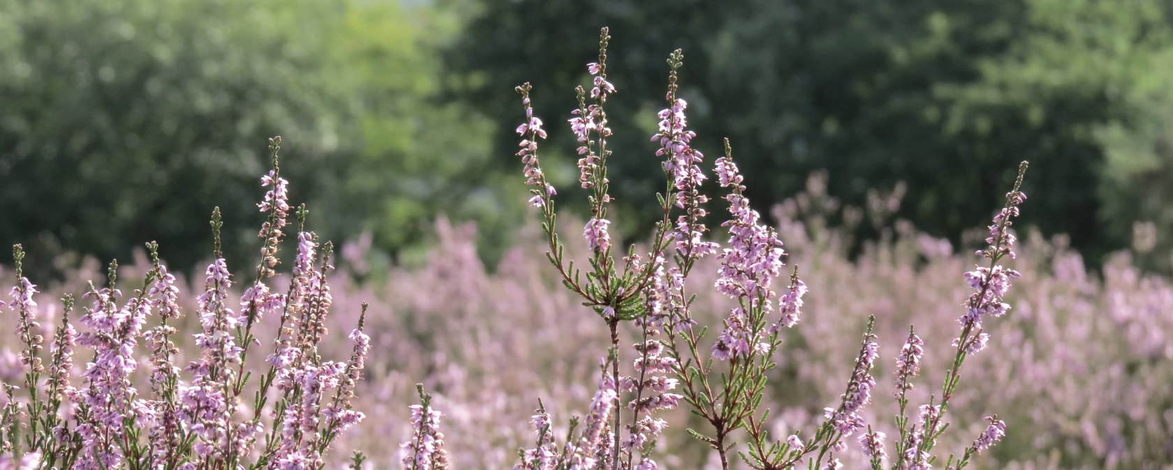 Blühende Heide bei Langscheid, © Foto: Svenja Schulze-Entrup, Quelle: Touristik-Büro Vordereifel