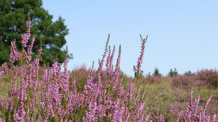 Ein blühendes Feld mit pinkfarbenen Blumen und grünem Laub im Hintergrund. Der Himmel ist klar und blau.