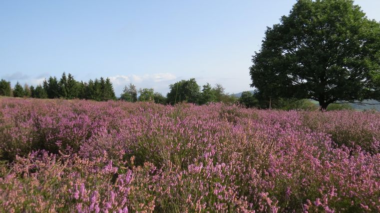 Ein blühendes Feld mit lila Heidekraut erstreckt sich bis zum Horizont. Im Hintergrund steht ein großer, grüner Baum unter einem klaren Himmel.