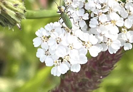 Blume, © Iris Fuhrmann