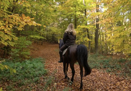 Reiterin auf Pferd im Wald