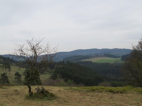 Eine ruhige Landschaft mit sanften Hügeln und einem bewölkten Himmel. Im Vordergrund steht ein einzelner Baum auf einer Wiese.