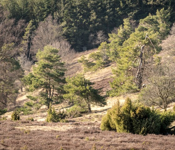 Heidelandschaft in der Eifel mit grünen Wacholderbüschen und Bäumen im Hintergrund. Die Natur wirkt ruhig und unberührt., © Eifel Tourismus GmbH, D. Ketz