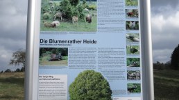 Infotafel zur Blumenrather Heide, © Foto: Svenja Schulze-Entrup, Quelle: Touristik-Büro Vordereifel